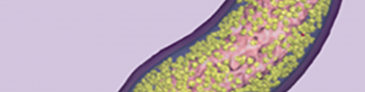 banner image